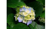 ИП Гимадиев Р.Н.